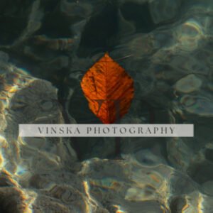 Leaf across the river