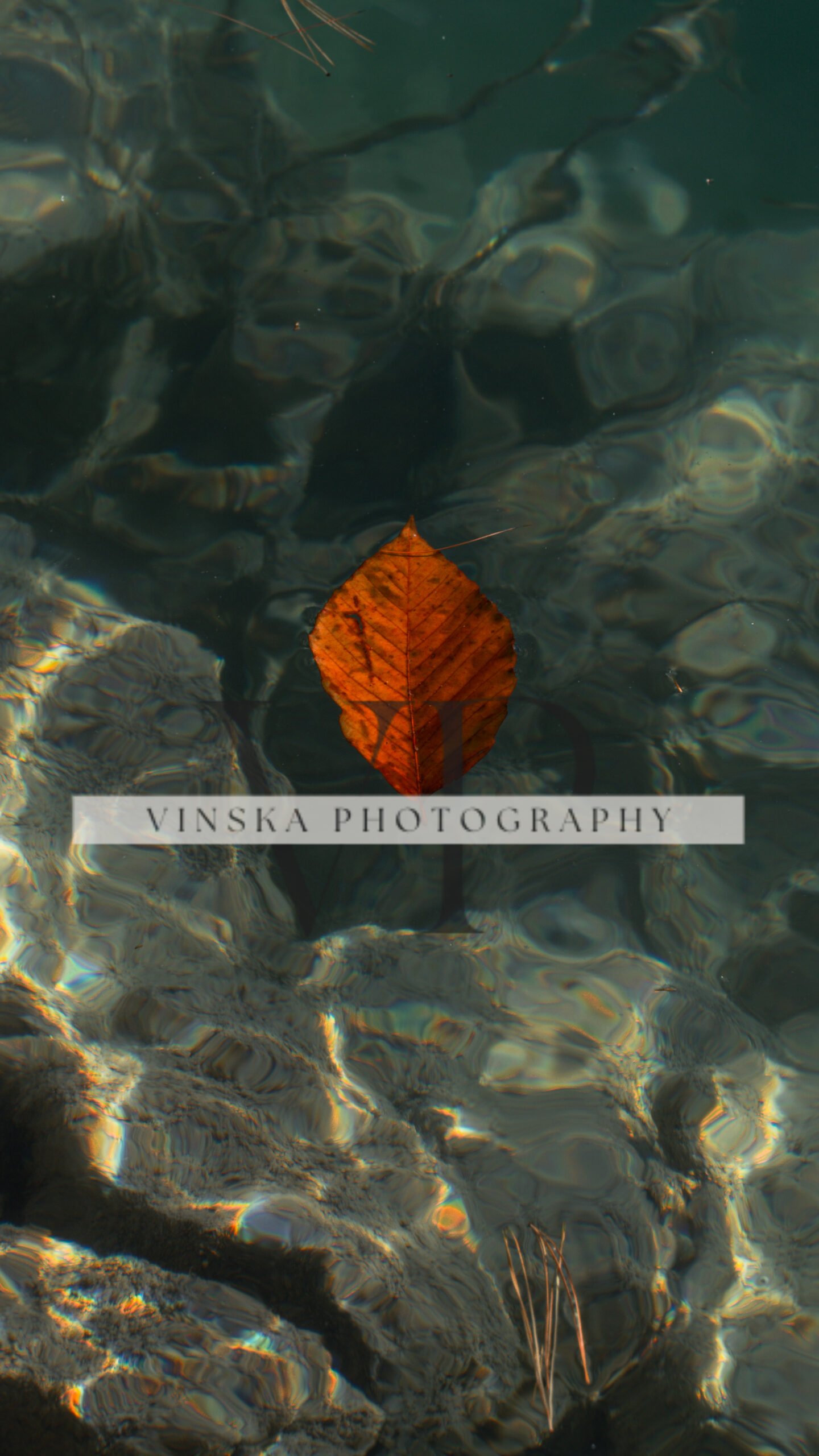 Leaf across the river