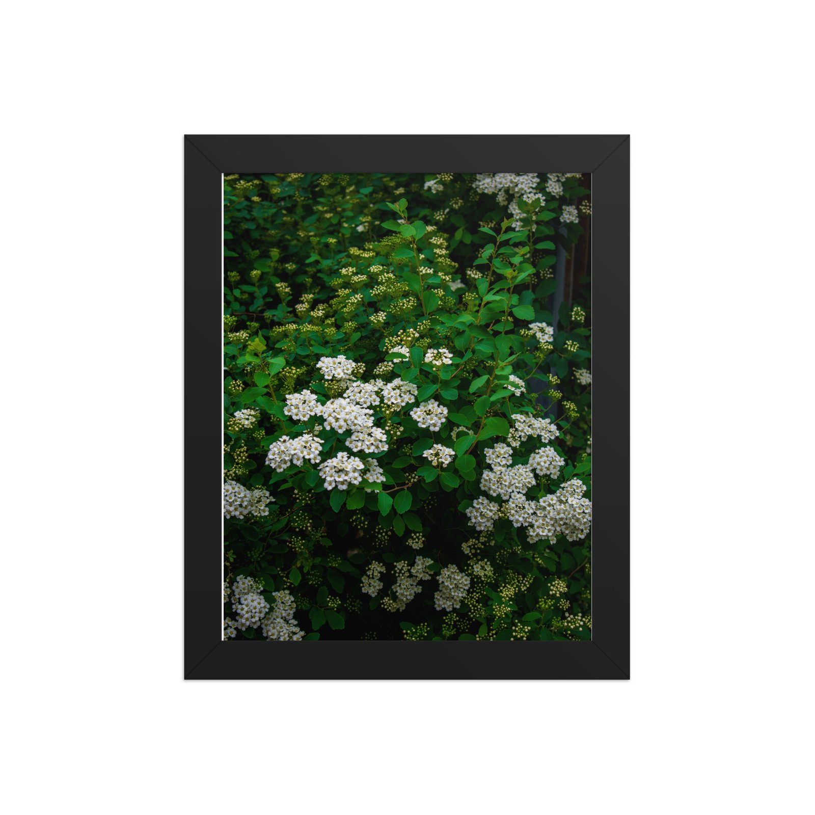 Silent Petals - Matte Framed poster - Image 3