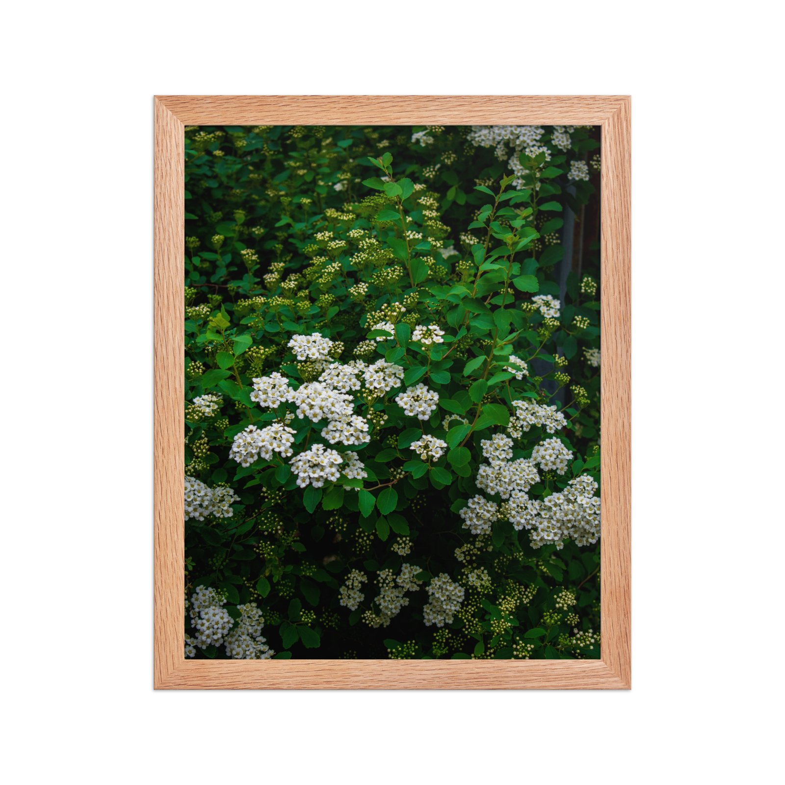 Silent Petals - Matte Framed poster