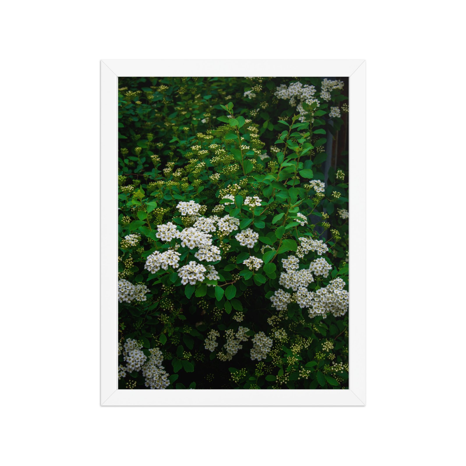 Silent Petals - Matte Framed poster - Image 4