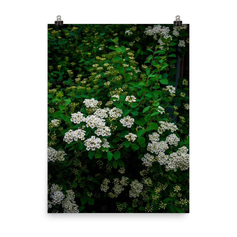 Silent Petals - Matte Paper Poster